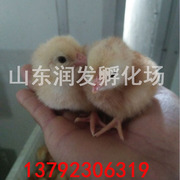 脱温大红公鸡苗-大红公鸡苗的价格免教养殖技术免费送货青岛