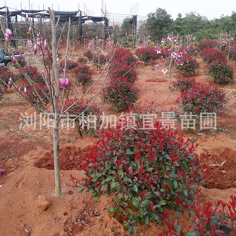 IMG_20180312_170001R