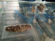 烟台海参真空包装机 海产品真空包装机 贝尔拉伸包装机厂家优惠中