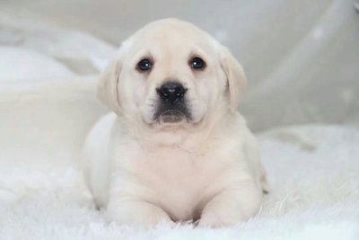 拉布拉多犬繁育饲养基地拉布拉多 狗活体 一件代发宠物