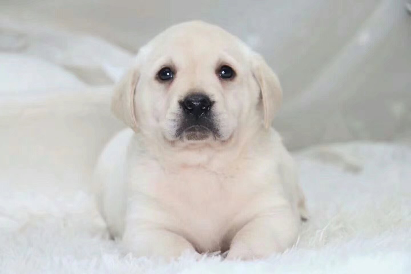 拉布拉多犬繁育饲养基地拉布拉多 狗活体 一件代发宠物