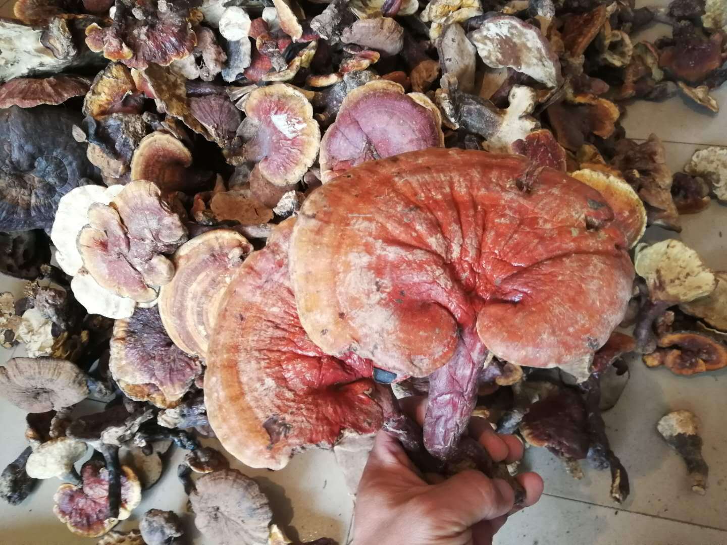 灵芝之家 云南赤芝 赤灵芝 红灵芝 产地批发 一手货源养生野生