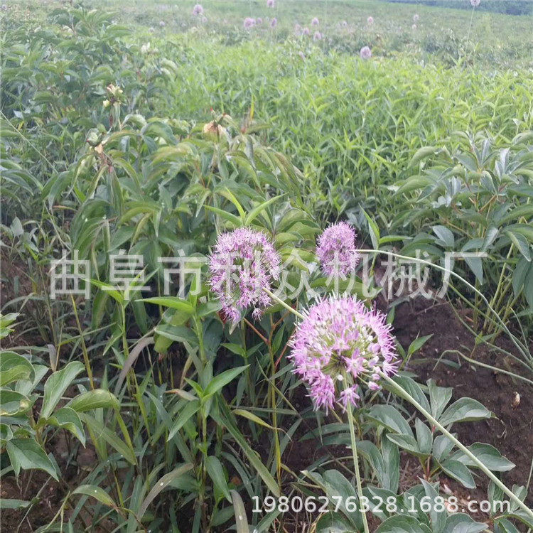 代理批发 板蓝根药材挖掘机 板蓝根鱼腥草挖药机