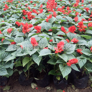 �ݻ����l һ���t�������� һ���t��ȸ��N��ľ