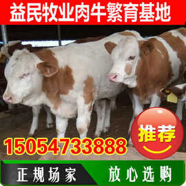 南方黄牛牛犊价格 远销广东湖南广西贵州等基地 南方肉牛养殖场
