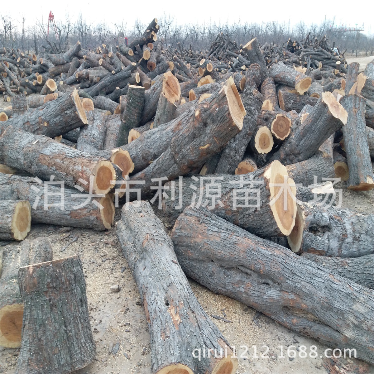 Botou Seedlings Large supply Jujube Carved jujube wood boiler Ignition Jujube Ingredients