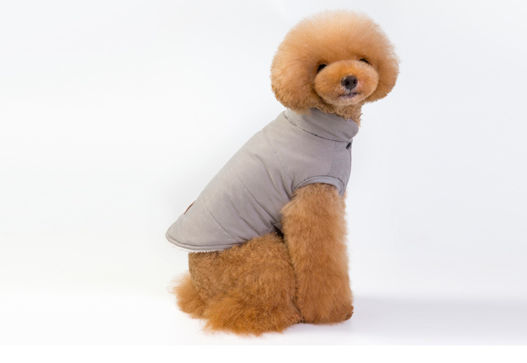 Dog in Grey Coat