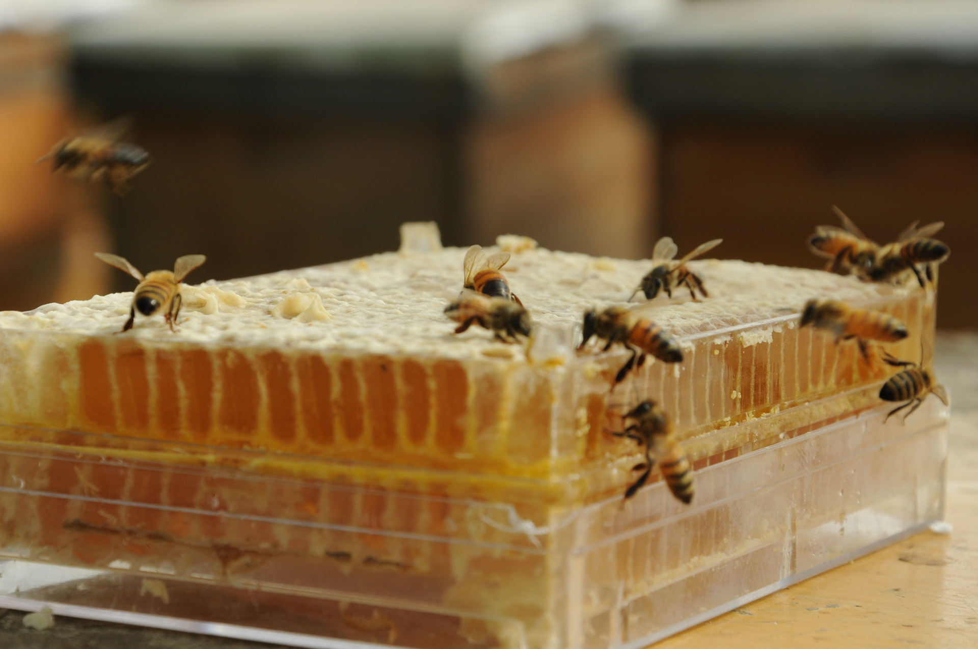 野生巢蜜纯正天然百花蜂巢蜜嚼着吃直接嚼的土蜂蜜峰巢蜜盒装500g