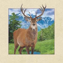 价格、商品介绍、5d立体画图片等