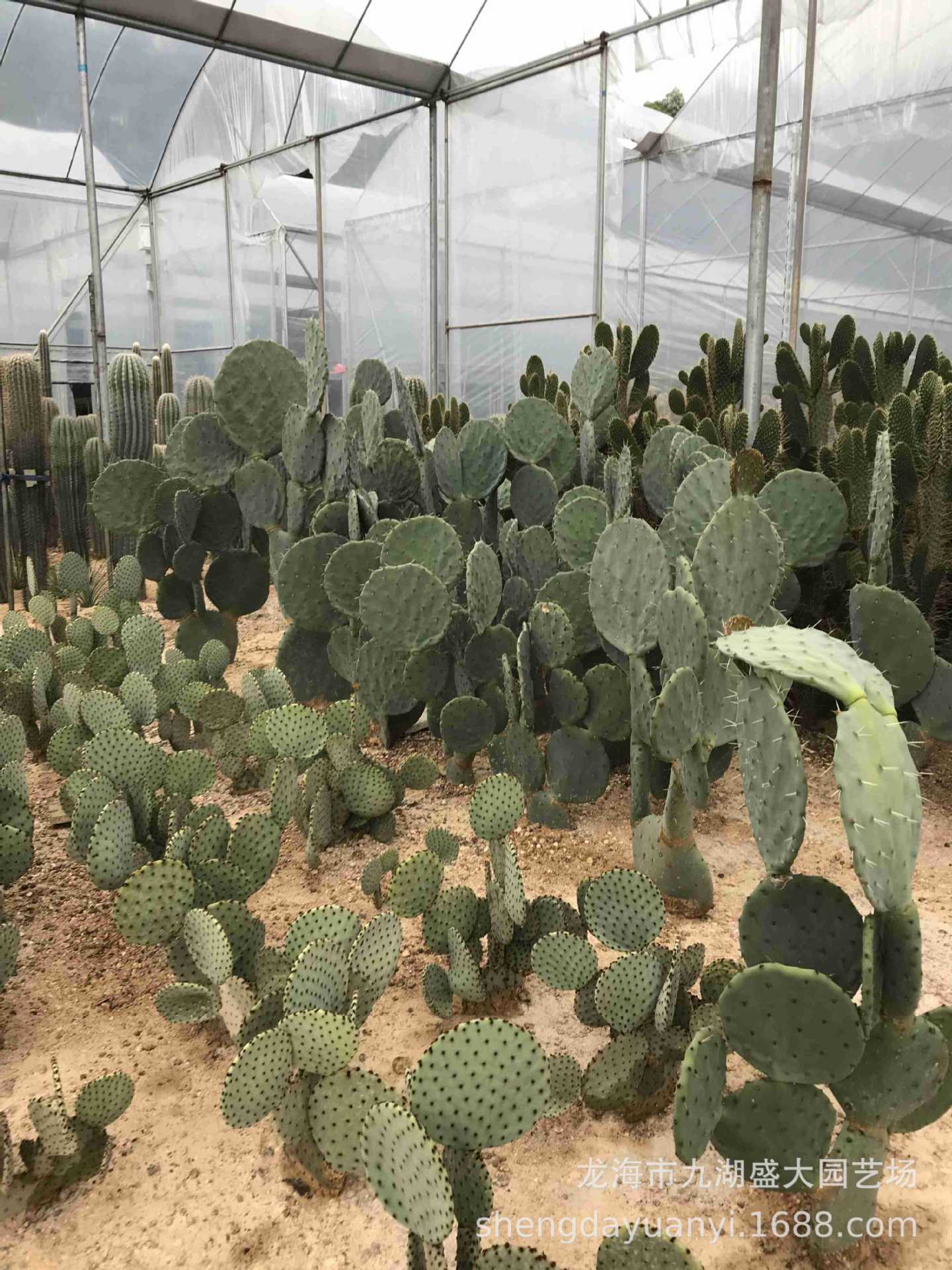 批发大型多浆植物 群生量天尺仙人柱沙生植物 秘鲁苹果仙人掌分叉-阿里巴巴