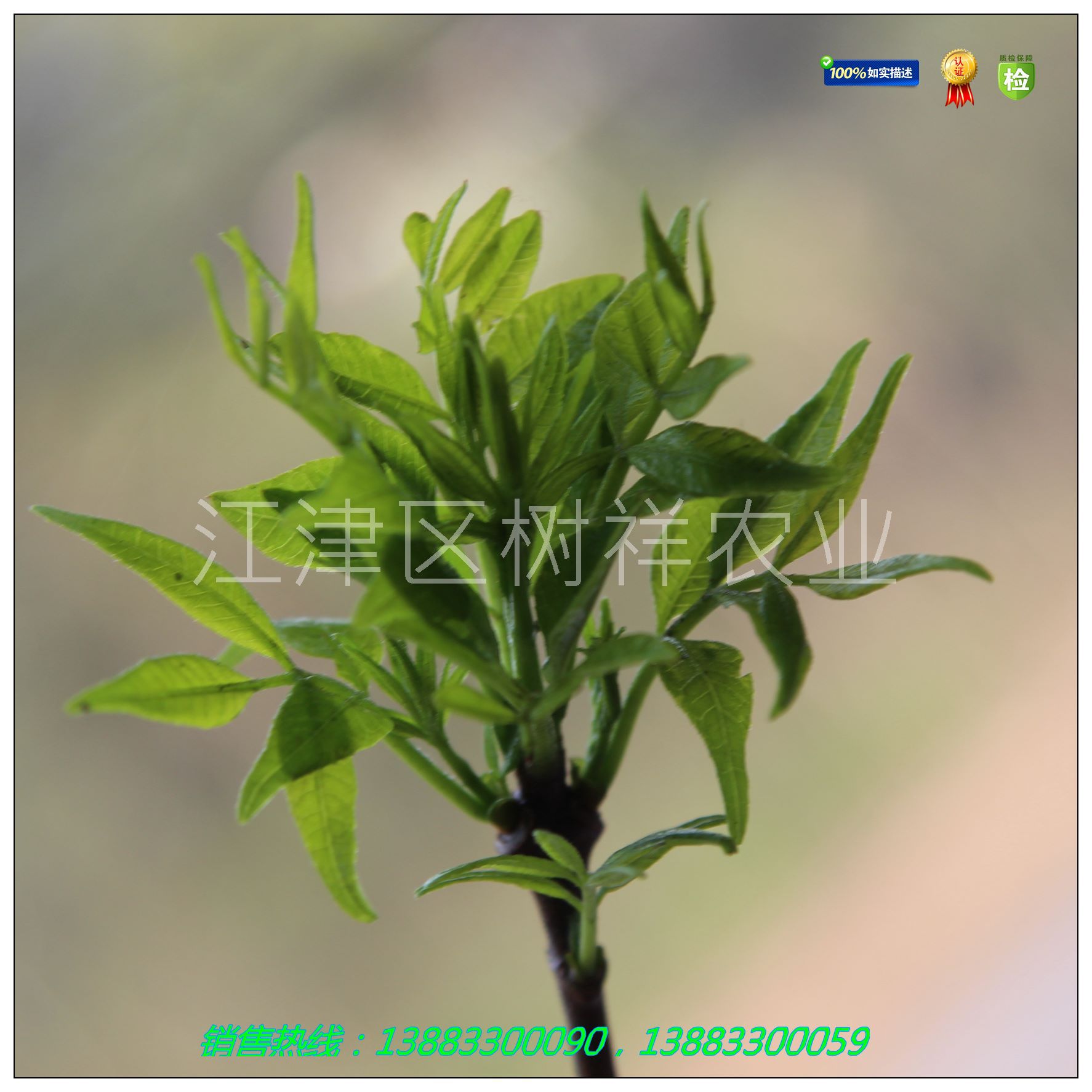 黄柏苗黄柏育苗技术