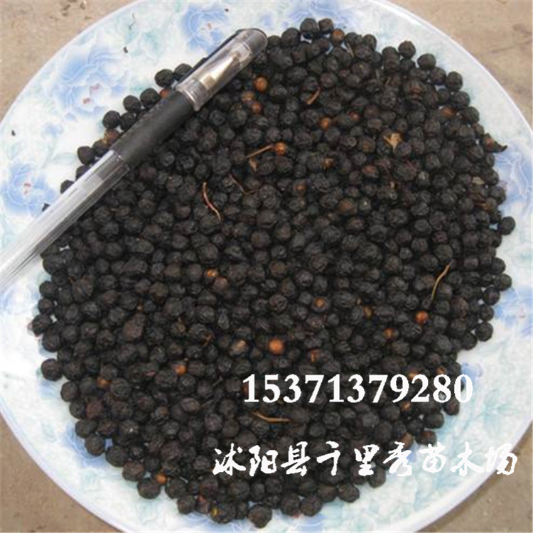 批发毛梾种子车梁木梁子木种子出芽率高量大优惠种子可以榨油|ru