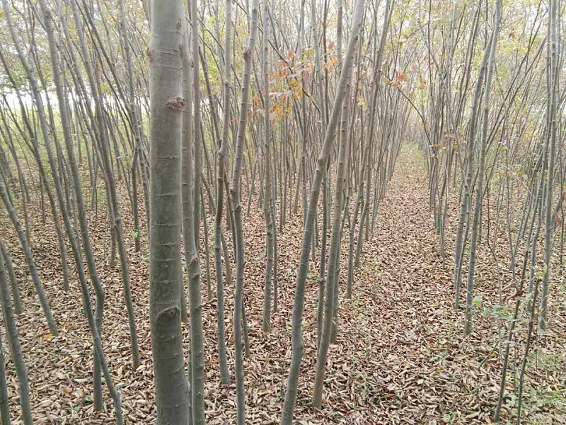 榉树3