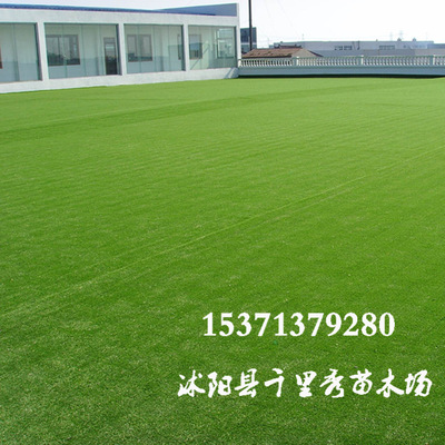 批发草坪种子剪股颖高羊茅早熟禾天堂草护坡王狗牙根黑麦草三叶草|ms