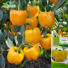 ���s22�S���𽷷N�� �r��ˈ@�������S�A�����\�����������߲���