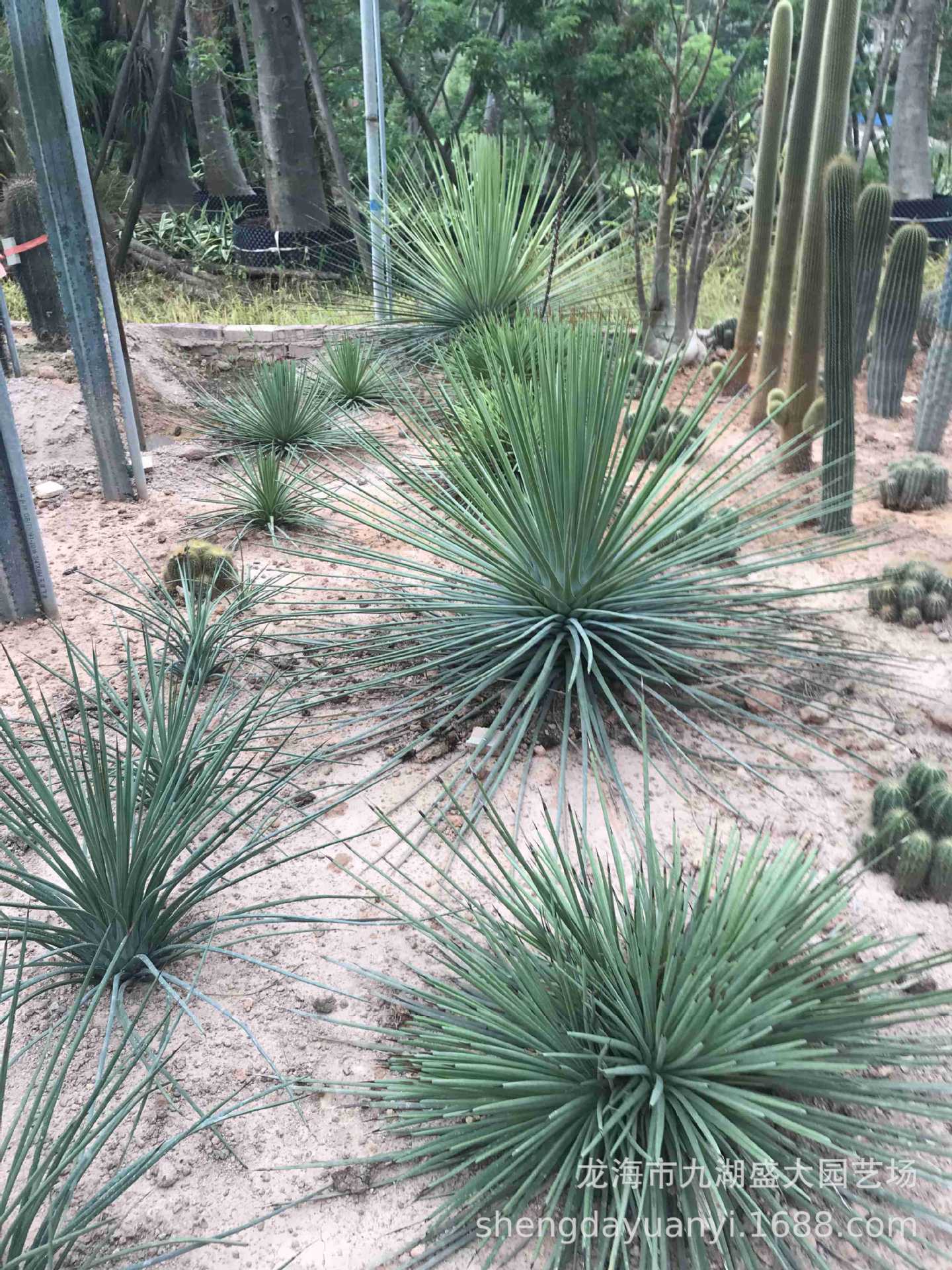 批发大型多浆植物 群生量天尺仙人柱沙生植物 秘鲁苹果仙人掌分叉-阿里巴巴