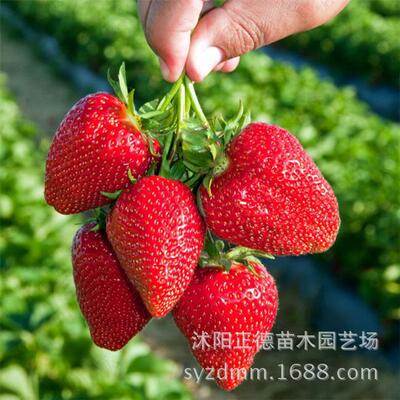 四季脱毒草莓苗 大棚草莓苗奶油 红颜草莓盆栽 基地直销 批发|ru