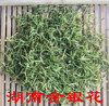 Wholesale honeysuckle Hunan Golden and Silver Flower is not Henan (pay attention to distinguishment) Shanyin Hua Yinzhi supply