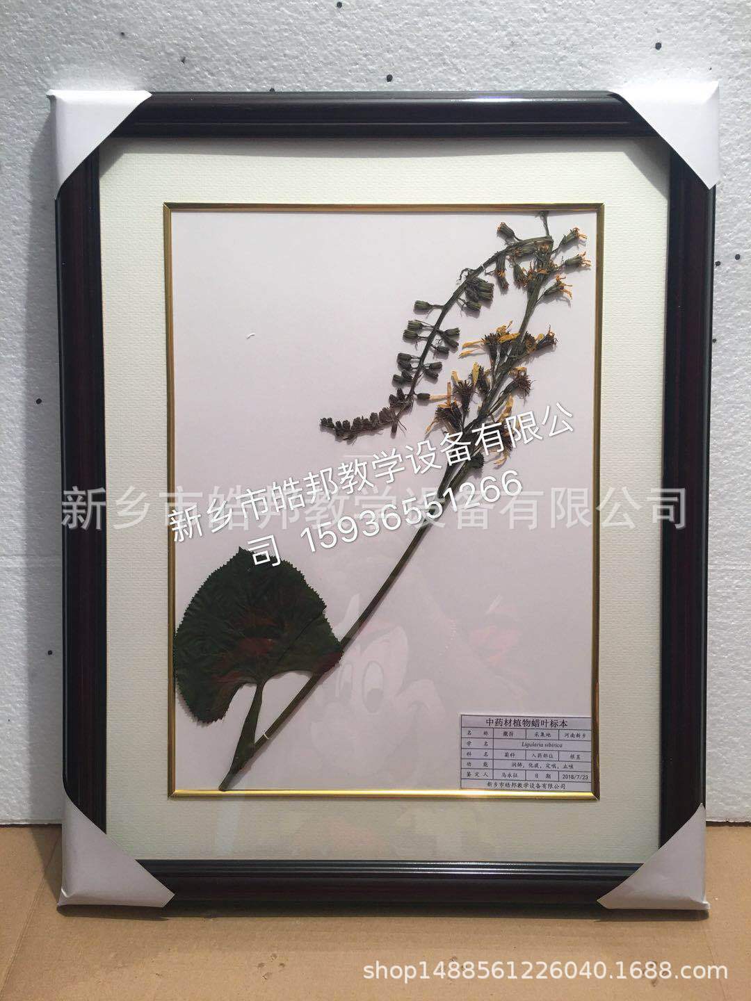 植物蜡叶标本 植物干制标本 厂家制作量大从优