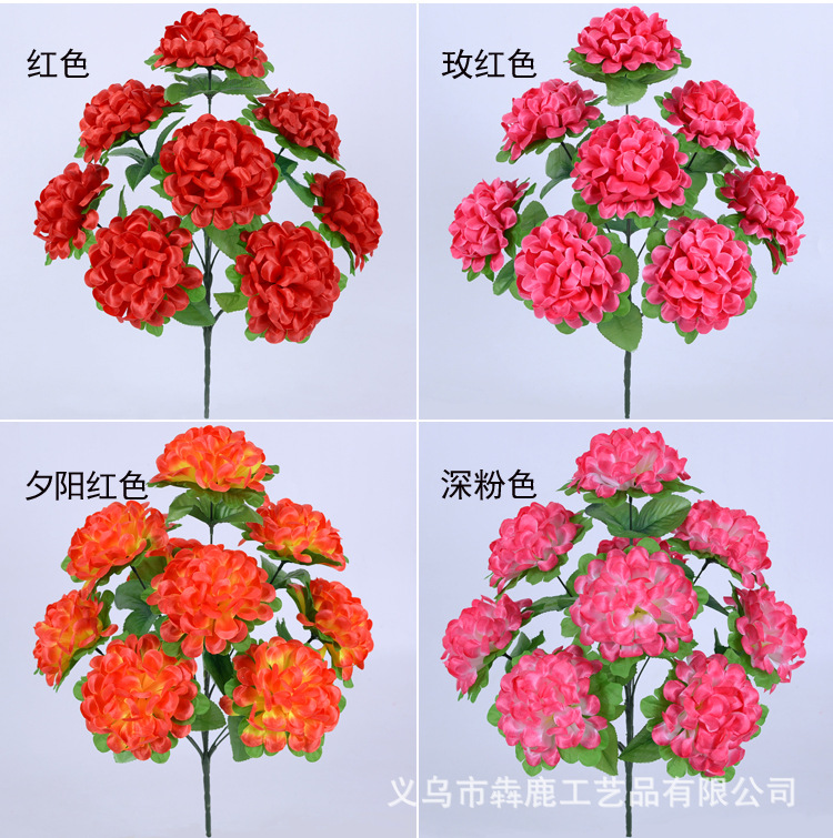 9头双层杆球菊_07.jpg