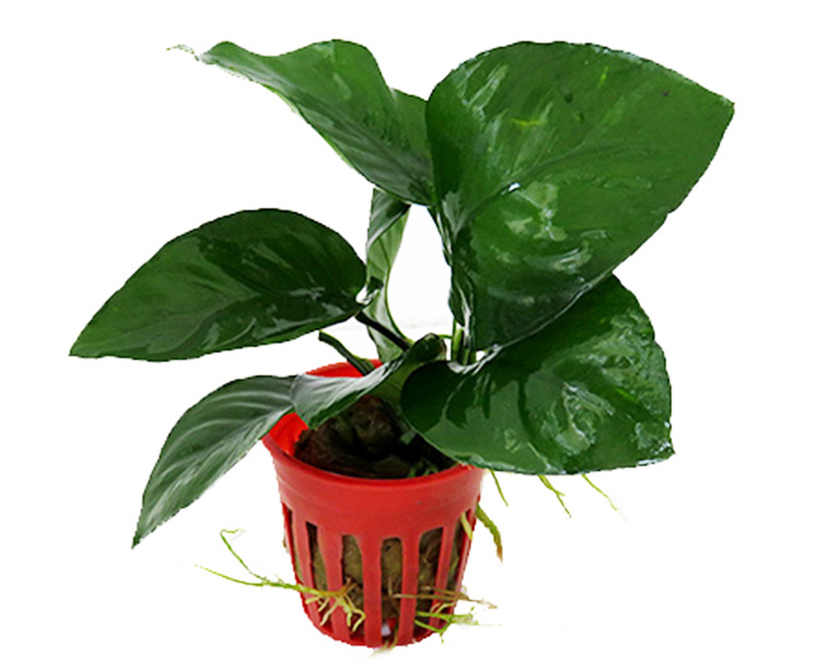 小巴榕详情页 (3).jpg