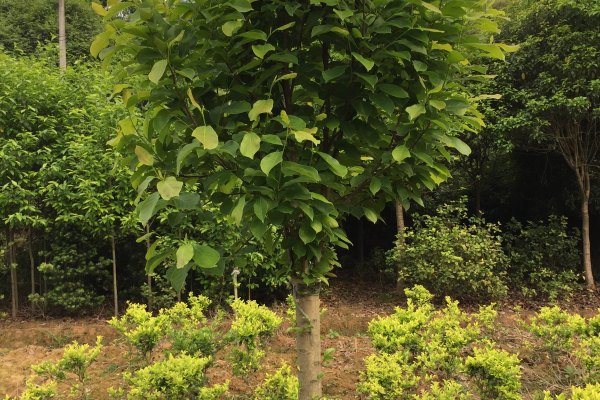 mmexport1531176747715