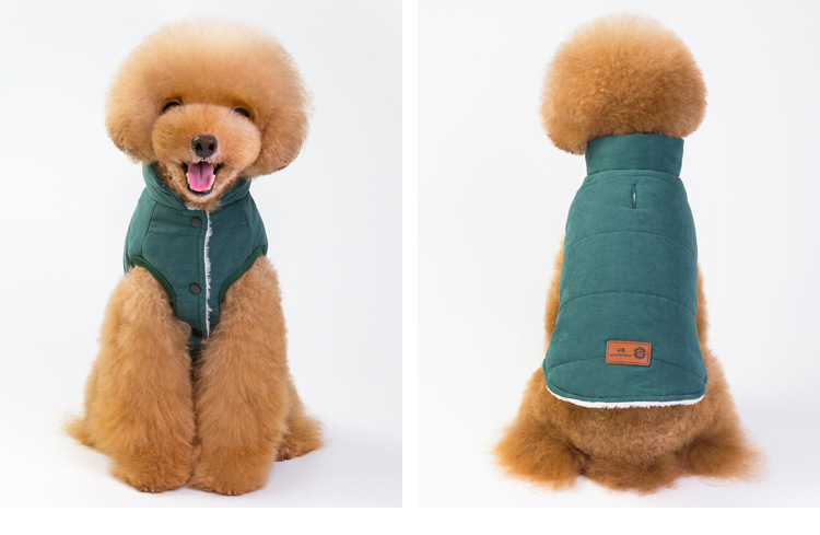 Dog in Navy Blue Coat