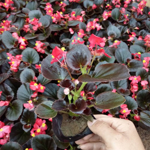 �������l���Ļ� �ļ��������� ����r���N��Rȫ�ļ����ı���