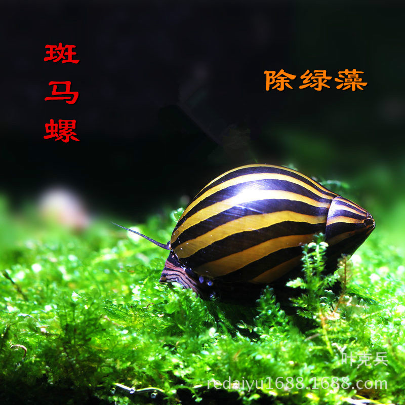 Tropical ornamental fish snail wholesale zebra snail watermelon…
