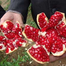 lʯ ԵͥԺϷNֲʯƷNRȫ r