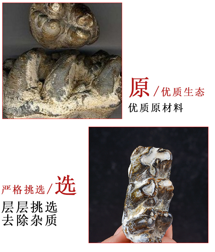 Qing Long Chi (Dragon Tooth Fossil) — Bulk 500g Mineral Herb, Daodi Quality key features