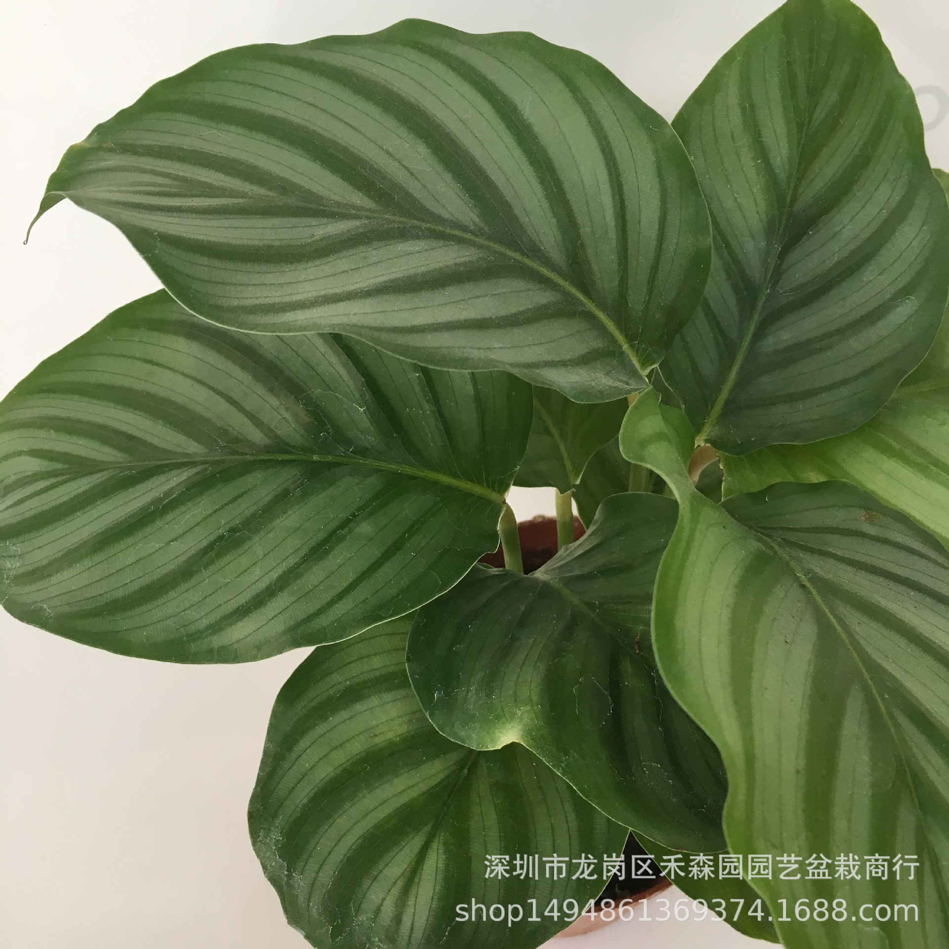 叶子像苹果一样的植物,叶子带刺的植物,植物的叶子芭蕉(第6页)_大山谷图库