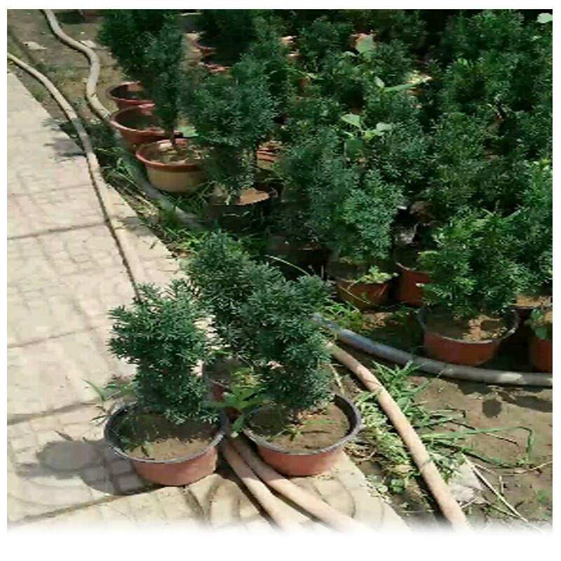 曼地亞紅豆杉基地大量出售 北方紅豆杉苗帶盆發貨 2年3年紅豆杉苗