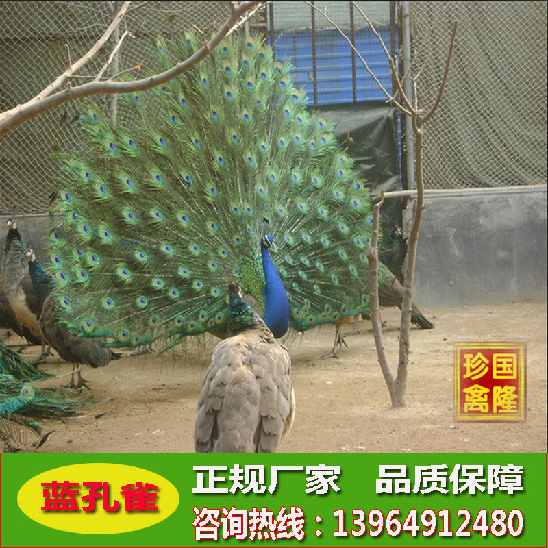 蓝孔雀价格_今日最新蓝孔雀价格行情走势