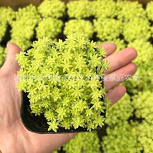 黄金万年草6.5塑料盆护盆草 实物拍摄彩色多肉