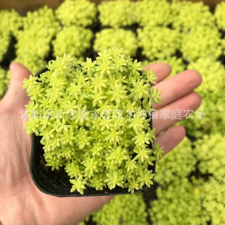 Золотая многолетняя трава 6,5 пластиковый таз зеленой травы съемки цвет мясистый