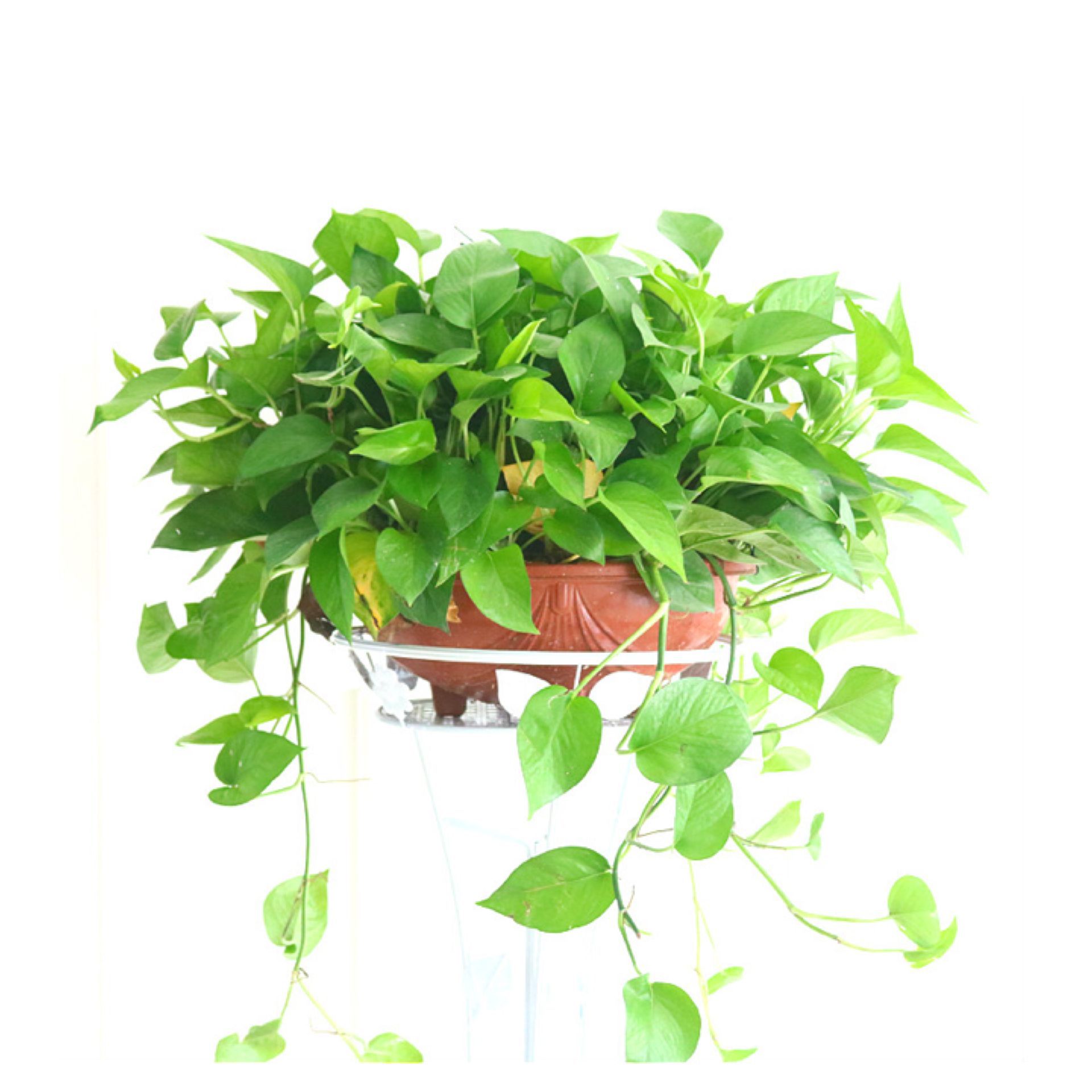 180 # 360 plantas de maceta de orquídeas verdes flores de orquídeas colgantes de flores de planta verde de interior absorción de formaldehído aire purificado gran rosa verde