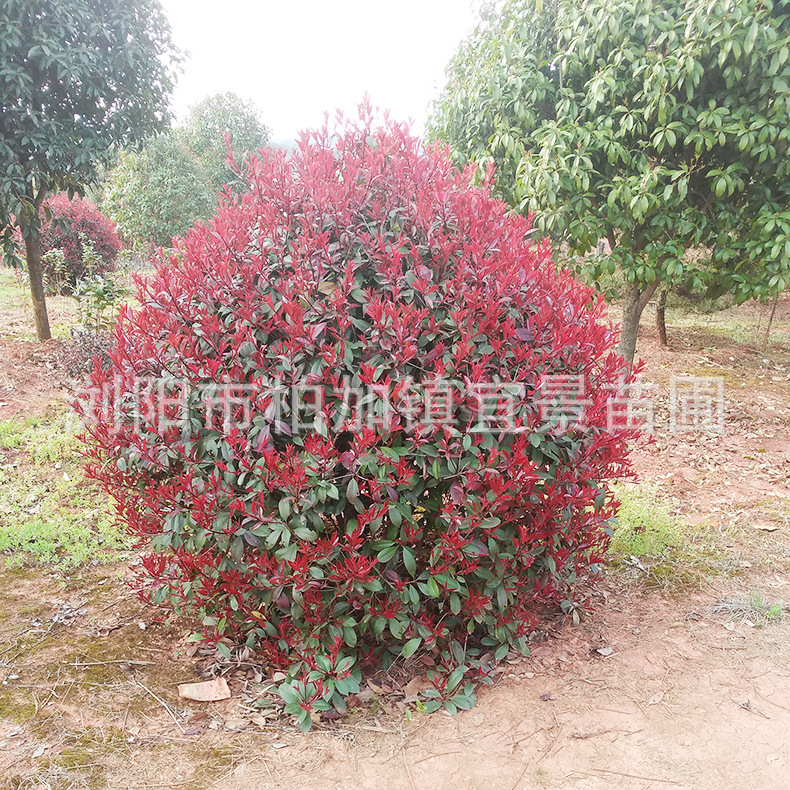 IMG_20180312_161435R