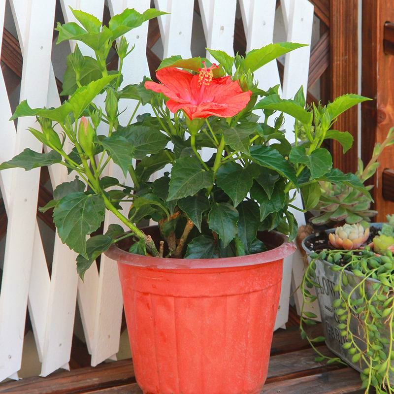 基地大量出售绿化扶桑花木槿朱槿大红花灌木盆栽花坛观花植物