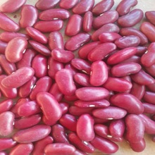 供應大包裝手選英國紅芸豆、罐頭用英國紅芸豆、英國紅、紅腰豆
