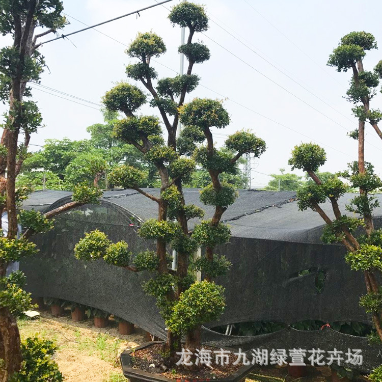 ���׮ ��ͼ