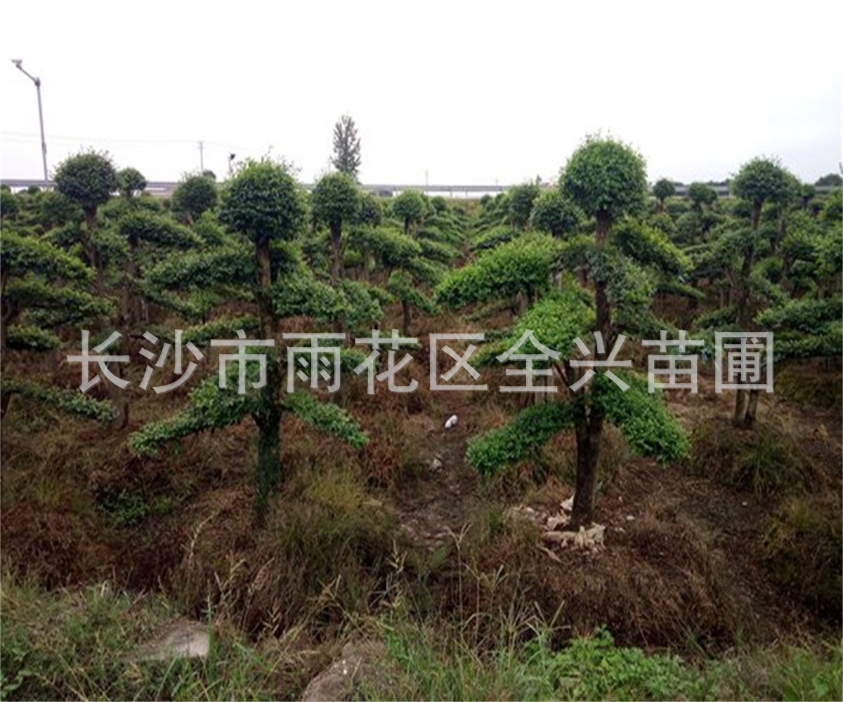 mmexport1532608294042