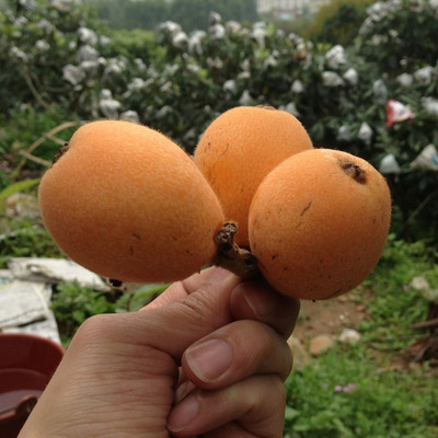 基地批发果树苗甜枇杷苗嫁接台湾大果枇杷苗核小果大湖南果树苗