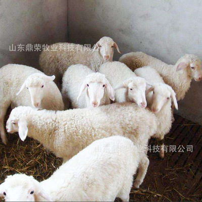 【河北小尾寒羊】_河北小尾寒羊廠家_河北小尾寒羊批發 河北包送