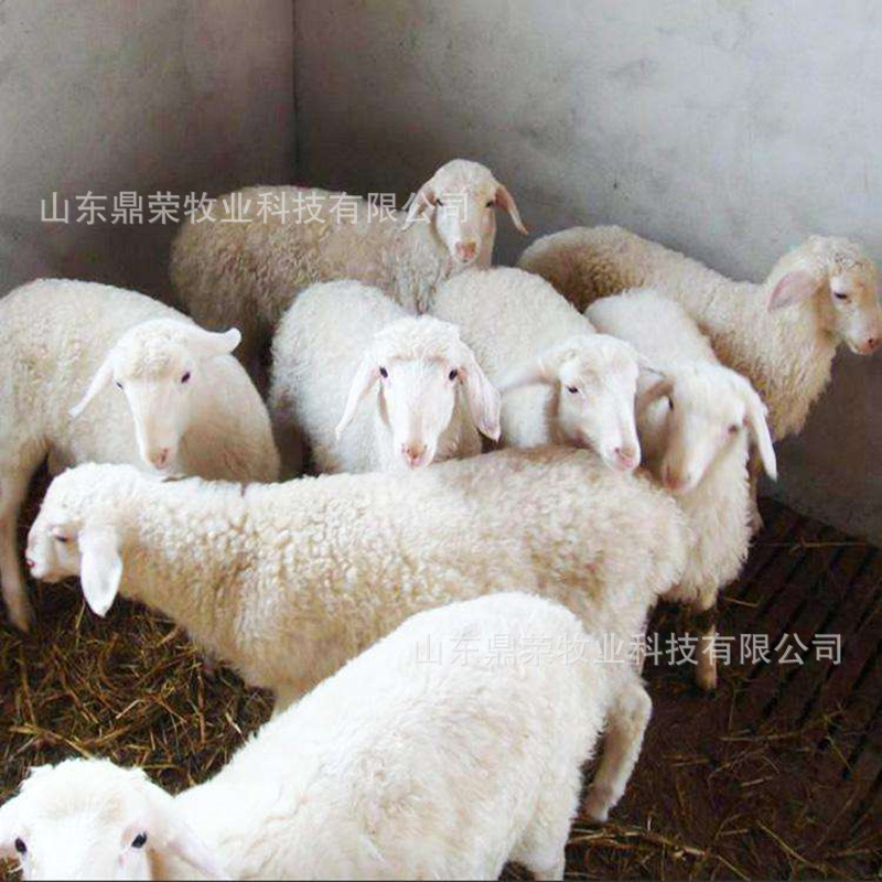 【河北小尾寒羊】_河北小尾寒羊廠家_河北小尾寒羊批發 河北包送