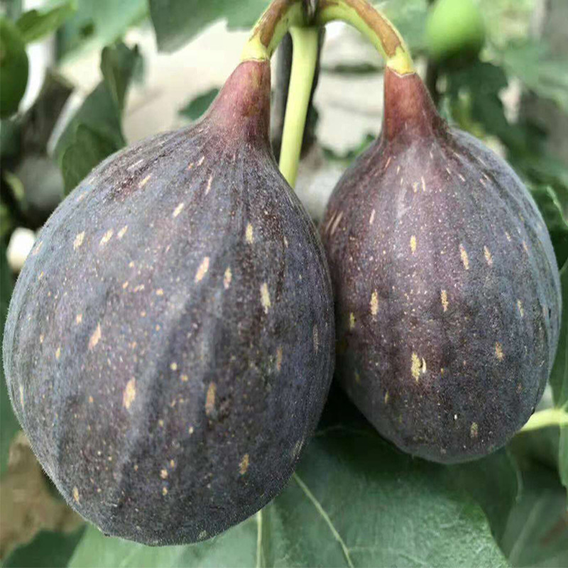 fda46bcda57c8ae33d9df36f750233