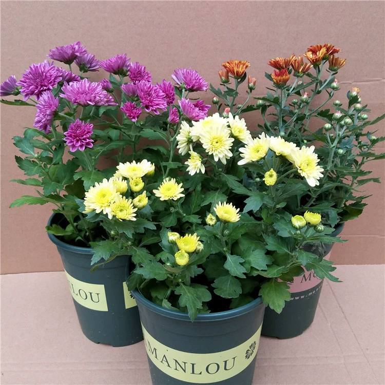Хризантема Рассада в горшке Сентябрь Хризантема понг Хризантема с цветами Балкон Сад Четыре сезона Цветущие растения Цветение