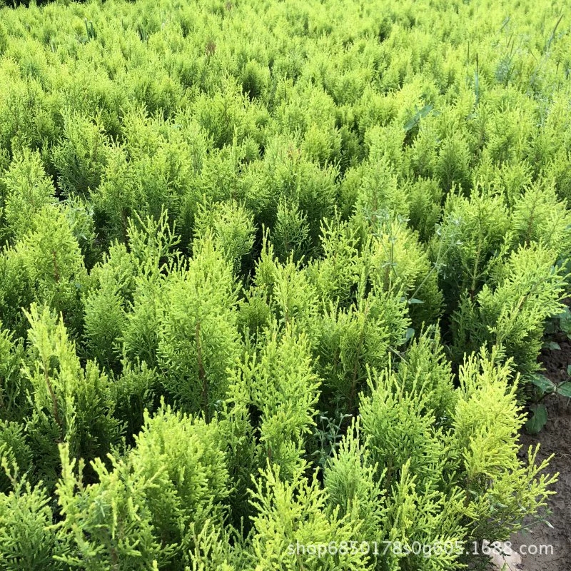 Посыпка Золотой кипарис, желтый кипарис, мелкие саженцы высокая сетка питомника 20-30 см рассада северных Цветных Листьев