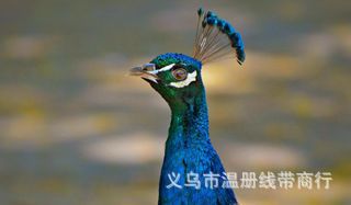 温册羽毛现货大量销售孔雀毛70-80cm印度天然兰孔雀开屏尾加长详情图17