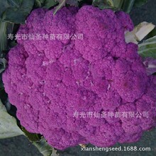 紫色花椰菜种子 紫色花椰菜种子品牌 图片 价格 紫色花椰菜种子批发 阿里巴巴